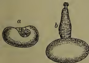 Figure 2: Two drawings of tapeworm heads. Drawing 'a' shows a head with an invaginated head, which is smaller than the body. Drawing 'b' shows a head with an evaginated head, which is larger than the body. Both show the suckers and rostellum.