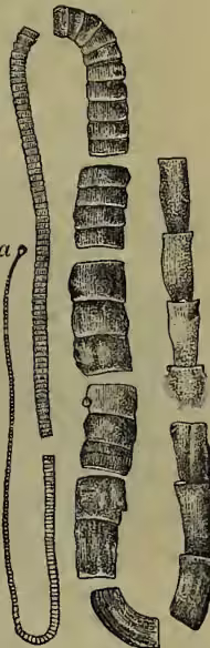 Figure 3: A detailed anatomical drawing showing several segments (proglottides) of a tapeworm, Tænia mediocancellata. The segments are shown in various orientations, some showing the suckers and rostellum, and others showing the internal structure. A small letter 'a' is near one of the segments.