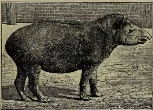 A black and white illustration of an American Tapir (Tapirus terrestris) standing in profile, facing right. The animal has a large, rounded body, a short neck with a crest of stiff hair, and a prominent, pointed snout. Its legs are thick and sturdy, and it appears to be standing on a grassy or sandy surface.