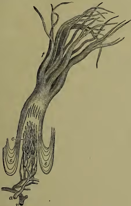 Figure 1: A detailed anatomical drawing of a Filiform Compound Papilla. The structure is elongated and tapers towards the apex. At the base, there is a central vein (v) and an artery (a). The body of the papilla is covered by epithelium (e). At the apex, there are hair-like processes (f) and capillary loops (c).