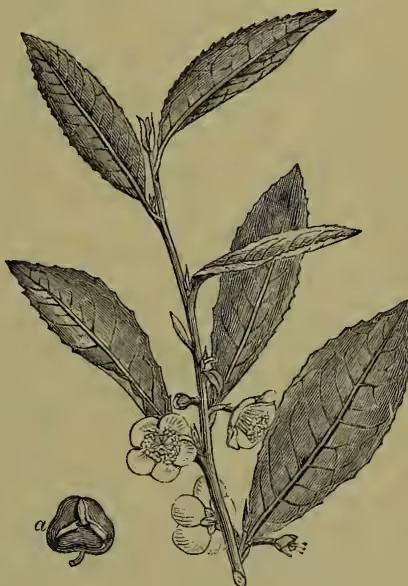 A botanical illustration of a young tea plant shoot (Camellia theifera). The shoot has several serrated leaves with prominent veins. At the tip of the shoot, there are several small, five-petaled flowers. Below the shoot, there is a single, oval-shaped fruit (a tea seed pod) with a textured surface.