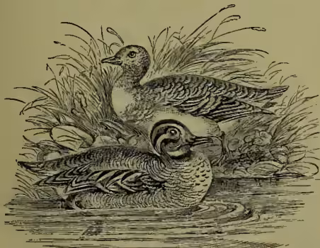 Illustration of a male and female Common Teal (Querquedula crecca) standing in a marshy area with reeds.