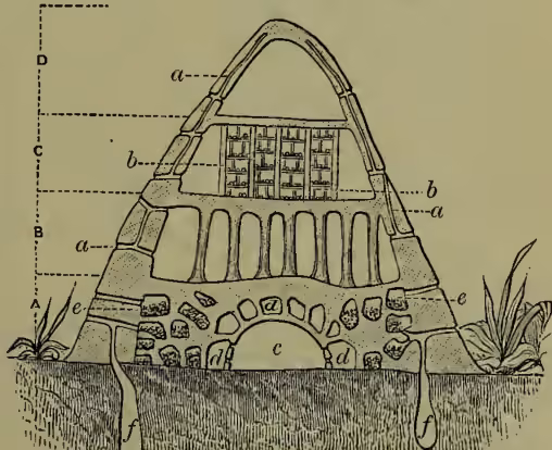 Figure 2: Diagrammatic section of a termite's nest. The diagram shows a cross-section of a mound with various internal chambers and passages. Labels include: 'D' for the uppermost empty attic; 'C' for the nursery where young termites hatch; 'B' for the hall supported by pillars; 'a' for the royal chamber where the king and queen are imprisoned; 'e' for the chambers of worker-termites; 'd' for store-chambers; and 'f' for holes in the ground from which material is dug.