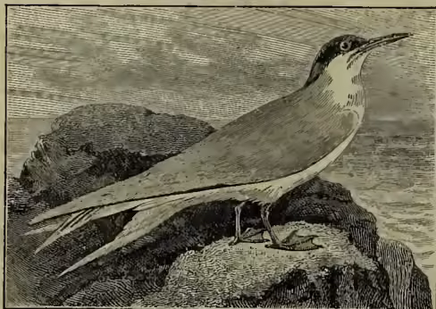 A detailed black and white illustration of a Common Tern (Sterna fluviatilis) standing on a rocky outcrop. The bird has a long, pointed beak, a dark cap on its head, and a white breast and belly. Its wings are folded, and its tail is long and slightly forked. The background shows a simple landscape with a body of water and distant hills.
