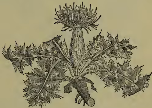 A detailed botanical illustration of a Stemless Thistle (Cnicus acaulis). The drawing shows the plant's characteristic features: a thick, fleshy, conical root; a short, broad stem; and several large, deeply lobed, serrated leaves with prominent veins. At the top of the stem, there is a single, large, spiny flower head (involucre) with many pointed bracts. The illustration is rendered in a fine-line, engraved style typical of 19th-century botanical texts.