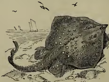 Illustration of a Thornback (Raia clavata) ray or skate swimming in the ocean. The ray is shown from a side profile, with its large, flat body and a long, pointed snout. Several birds are flying in the sky above the water.