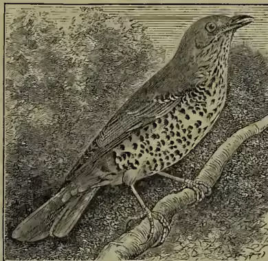 A detailed black and white illustration of a Missel Thrush (Turdus viscivorus) perched on a branch. The bird is shown in profile, facing right. It has a dark, speckled plumage on its back and wings, and a lighter, more uniform breast and belly. Its beak is short and pointed, and its eye is prominent. The illustration is signed 'J. P. 1871' in the bottom right corner.