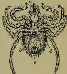 A detailed scientific illustration of a female Ixodes ricinus tick. The tick is shown from a dorsal view, facing left. It has a large, somewhat triangular body with a textured surface. Four pairs of long, jointed legs are visible, each ending in a pair of claws. The mouthparts are located at the anterior end. Labels 'a', 'b', 'c', and 'd' point to specific anatomical features: 'a' points to the mouth, 'b' to the opening of the oviduct, 'c' to the anal valves, and 'd' to the stigma.
