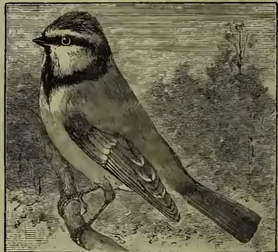 A detailed black and white illustration of a Blue Tit (Parus caeruleus) perched on a branch. The bird has a dark cap and throat, a white breast and belly, and a long tail with dark tips. It is shown in profile, facing left.