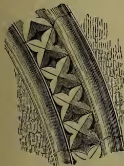 A detailed woodcut illustration of a tooth-ornament, showing a series of interlocking, stylized leaf or petal shapes arranged in a curved, decorative pattern.