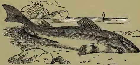 A woodcut illustration of a shark, identified as Galeus canis. The shark is shown from a side profile, swimming towards the right. It has a dark, mottled body with a lighter underbelly. Its dorsal fin is prominent, and its tail is forked. The background shows a simple horizon line with some rocks and a small lighthouse or buoy in the distance.