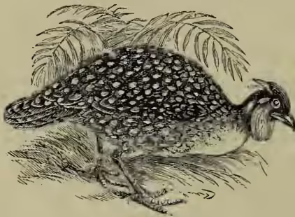 A detailed black and white illustration of a Tragopan, or Horned Pheasant. The bird is shown in profile, facing right, with its characteristic large, fleshy horns on its head. Its plumage is intricately patterned with dark spots and streaks on a lighter background. The bird is standing on a patch of ground with some sparse vegetation.