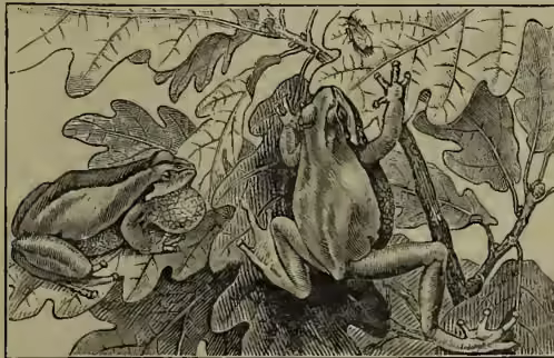 A detailed black and white illustration of a Tree-frog (Hyla arborea) in its natural habitat. The frog is shown perched on a thin, leafy branch, facing right. It has a large, rounded body, prominent eyes, and long, webbed toes. The background is filled with various types of foliage, including large, broad leaves and smaller, more delicate branches, suggesting a dense, wooded environment.