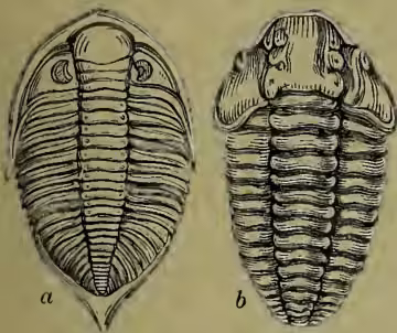 Two detailed scientific illustrations of fossil trilobites. Illustration 'a' shows Phacops caudatus, a trilobite with a broad, oval-shaped carapace and a prominent, rounded rostrum. Illustration 'b' shows Calymene blumenbachii, a trilobite with a more elongated, oval-shaped carapace and a distinct, segmented rostrum.
