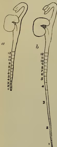 Figure 3: Two diagrams of a bean root, labeled 'a' and 'b'. Diagram 'a' shows a root divided into 12 equal segments, numbered 1 to 12 from bottom to top. Diagram 'b' shows the same root 24 hours later, with the segments having elongated. The segments are now numbered 1 to 12, but the total length is significantly greater than in 'a', illustrating growth.