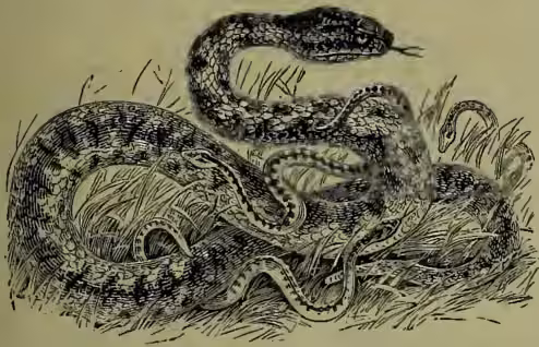 Illustration of a Common Viper or Adder (Vipera or Pelias berus) coiled on the ground.