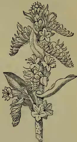 Illustration of Viper's Bugloss (Echium vulgare) showing its flowers and stem.