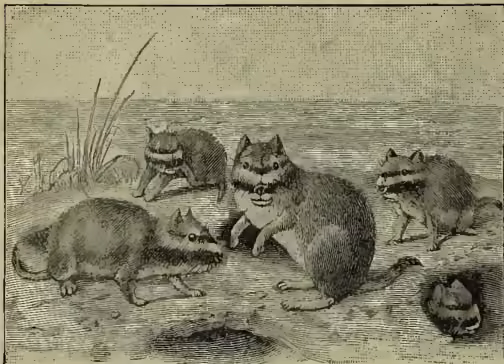 A black and white illustration of several viscachas (Lagostomus trichodactylus) in a natural setting. One is in the foreground, and others are scattered around, some near a burrow entrance. The background shows a body of water and some vegetation.