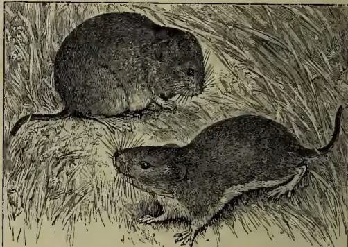A detailed black and white illustration of two Field Voles (Arvicola agrestis). One vole is shown in profile, facing left, with its long, pointed tail and small ears clearly visible. The second vole is positioned above and slightly behind the first, also facing left. Both are depicted with dark, textured fur and are set against a background of fine, vertical lines representing grass or straw.