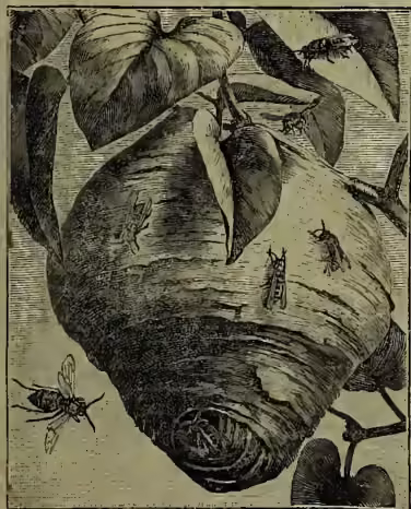 An illustration of a wood-wasp nest, which is an oval structure made of a papery texture, hanging from a tree branch. Several wasps are shown flying around the nest.