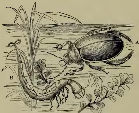 A detailed scientific illustration of a water beetle and its larva. The adult beetle, labeled 'A', is shown from a dorsal view, resting on a plant stem. It has a dark, oval body with a lighter-colored pronotum and elytra. The larva, labeled 'B', is shown from a lateral view, emerging from a plant stem. It has a segmented body, large head with prominent eyes, and several pairs of legs. The background shows a cross-section of water with some aquatic plants.