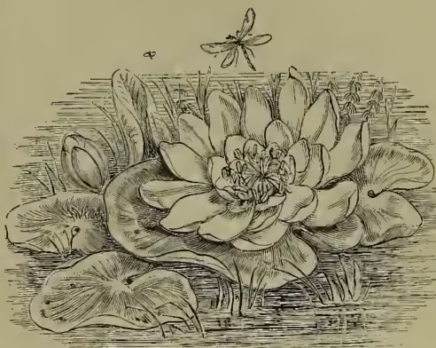 A detailed black and white illustration of a White Water-lily (Nymphaea alba) in full bloom, showing its large, rounded petals and central stamens. Several large, heart-shaped leaves are visible around the base of the flower. A dragonfly is shown flying above the flower.