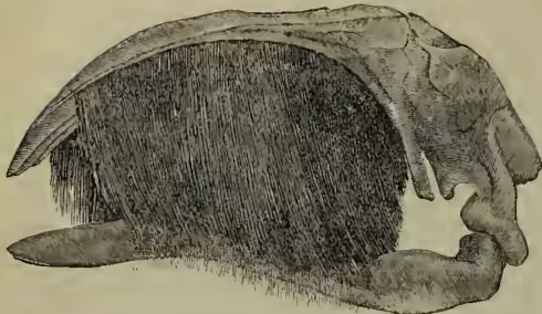 A detailed anatomical illustration of the skull of an Arctic Right Whale. The skull is shown in profile, facing right. The most prominent feature is the baleen, which consists of a dense, dark, comb-like structure of numerous small, triangular plates hanging down from the upper jaw. The skull itself is large and robust, with a prominent rostrum (snout) and a deep, concave area for the eye socket.