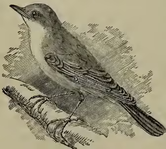 A detailed black and white illustration of a Whitethroat bird (Sylvia cinerea) perched on a branch. The bird is shown in profile, facing left, with its head slightly turned towards the viewer. It has a long, pointed beak and a small crest. Its plumage is intricately detailed with fine lines and shading, showing a brownish back and wings, a lighter breast, and a white belly. The branch it sits on is thick and textured, with some small leaves or buds.