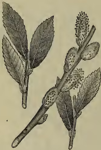 A detailed botanical illustration of a Common Sallow (Salix cinerea) branch. The branch features several lanceolate leaves with serrated margins and prominent, pointed stipules at the leaf axils. At the tip of the branch, there is a dense, elongated catkin of small flowers or buds.