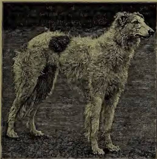 A black and white photograph of a Borzoi dog. The dog is standing in profile, facing right. It has a very long, shaggy, light-colored coat that covers its entire body, including its legs and tail. The background is dark and out of focus, suggesting an outdoor setting.