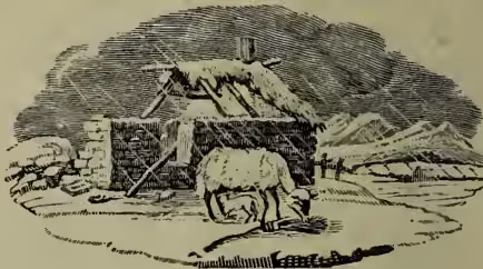 A wood engraving by Thomas Bewick, 'The Starving Ewe' (1804). It shows a poor, thin ewe standing in a desolate landscape, picking at an old broom. In the background, there is a simple, ruined wooden structure, possibly a cot or a small house, under a dark, overcast sky.