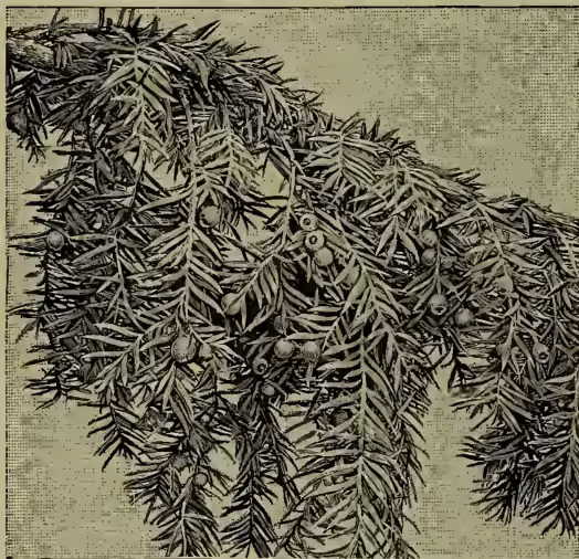 A detailed black and white botanical illustration of a Yew (Taxus baccata) branch. The branch is densely covered with small, needle-like leaves and features several small, round, dark-colored fruits (berries) hanging from the foliage. The illustration is rendered with fine lines and cross-hatching to show texture and depth.