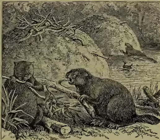 A black and white woodcut-style illustration showing two beavers in a natural setting. One beaver is in the foreground, facing right, with its mouth open as if chewing on a piece of wood. Another beaver is behind it, also facing right. In the background, there are several logs and branches scattered on the ground, and a small, simple structure made of sticks and branches, representing a beaver lodge. The scene is set in a grassy area with some water visible in the distance.