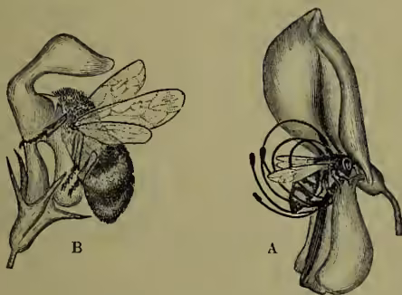 Figure 5: Two detailed botanical illustrations of bees on flowers. Illustration A shows a honey-bee on a broom-flower, with its head and thorax positioned near the center of the flower's corolla. Illustration B shows a wild-bee on a white dead-nettle, with its head and thorax positioned near the side of the flower's corolla. Both bees are shown in profile, facing the flower.