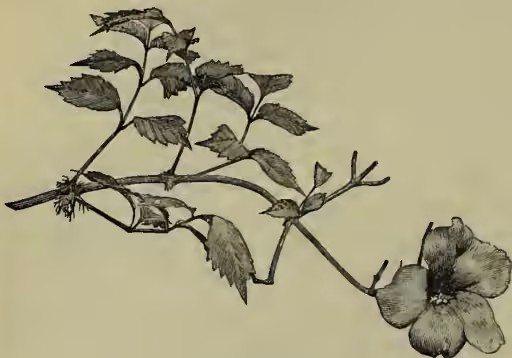 A botanical illustration of a Bignonia radicans branch. The branch is woody and has several large, deeply lobed leaves with serrated edges. At the end of the branch, there is a single, large, five-petaled flower with a prominent central stamen.
