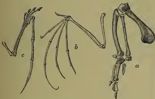 Figure 1: Three diagrams of bird fore-limbs. (a) Fore-limb of a pigeon, showing a single digit with a claw. (b) Fore-limb of a bat, showing four elongated digits. (c) Fore-limb of a pterodactyl, showing a single digit with a long, curved claw.
