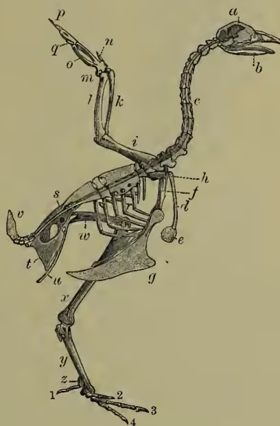 Figure 2: A detailed anatomical diagram of a fowl skeleton in section. The skull (b) is at the top, followed by the neck vertebrae (c). The wing bones (d, e, f, g, h, i, k, l, m, n, o, p, q) are shown in the forelimb. The body bones (s, t, u, v, w, x, y, z) are shown in the trunk and legs. The tail is at the bottom. Numerous labels are used to identify specific bones.