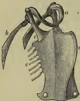 Figure 3: Breastbone and Shoulder-girdle of Falcon. The illustration shows the skeletal structure of a bird's shoulder and breastbone. Labels include: 'a' for clavicle, 'b' for scapula, 'c' for coracoid, 'd' for keel of sternum, and 'e' for ribs.