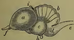 Diagram of the brain of a pigeon showing various lobes and glands.