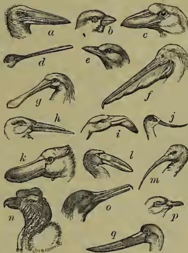 Illustrations of various bird beaks labeled a through q.