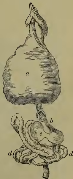 Diagram of the alimentary canal of a pigeon.