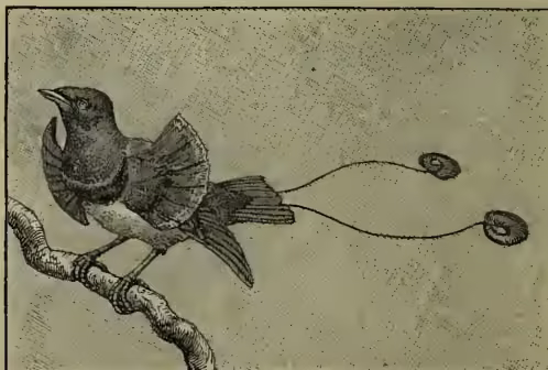 An illustration of the King Bird of Paradise (Paradisea regia) perched on a branch. The bird is shown in profile, facing left, with its wings spread. It has a dark body and a long, thin tail that ends in two long, thin, whip-like plumes. The bird's head is turned slightly towards the viewer. The background is a simple, textured representation of foliage and branches.