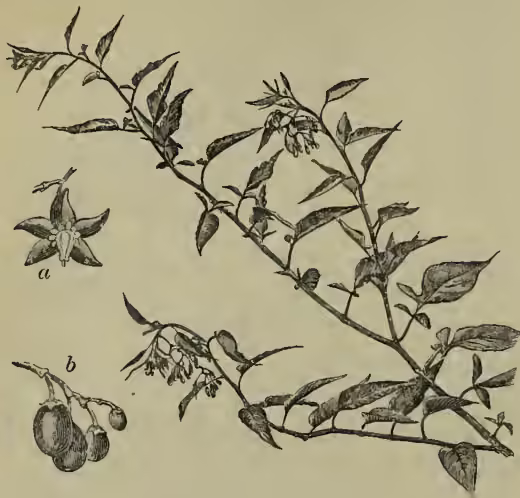 Botanical illustration of Bittersweet (Solanum dulcamara). The main drawing shows a branch with opposite, ovate leaves and clusters of small, tubular flowers. Two smaller inset drawings are labeled: 'a' shows a single flower with five petals and a central ovary; 'b' shows a cluster of three dark, oval-shaped fruits hanging from a stem.