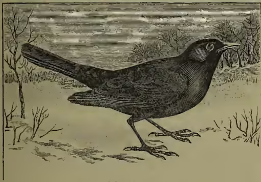 A detailed black and white illustration of a Blackbird (Merula vulgaris) standing on the ground. The bird is shown in profile, facing right, with its head slightly turned towards the viewer. It has dark plumage, a yellowish-brown breast, and a yellowish-brown throat. Its beak is pointed and dark. The background is a simple landscape with some sparse vegetation and a hint of a tree line in the distance.