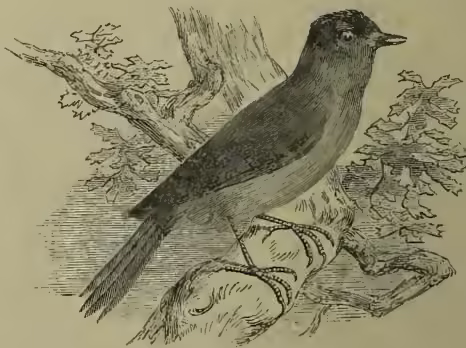A detailed black and white illustration of a Blackcap (Sylvia atricapilla) perched on a branch. The bird has a dark cap on its head, a white throat and breast, and a long tail. It is shown in profile, facing right, with its wings slightly raised.