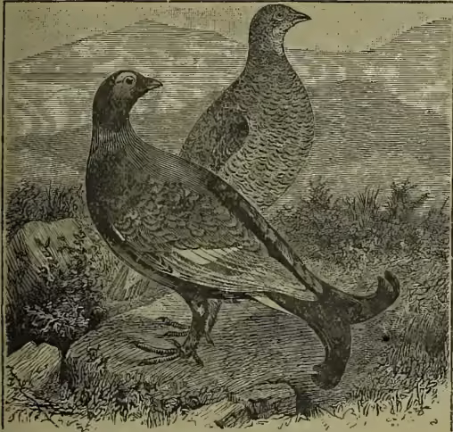An engraving showing two blackcock birds. In the foreground, a male blackcock stands facing left, showing its characteristic long, curved tail feathers. Behind it, a female blackcock (gray hen) is partially visible, facing right. They are standing on a rocky, grassy terrain.