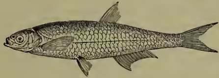A detailed scientific illustration of a bleak (Alburnus lucidus) fish, shown in profile facing left. The fish has an elongated, compressed body with a slightly pointed snout and a small, upward-facing mouth. Its scales are depicted as small, overlapping circles. The dorsal fin is positioned towards the middle of the body, and the pectoral, pelvic, and anal fins are clearly defined. The caudal fin is deeply forked. The illustration is rendered in a fine-line, cross-hatched style typical of 19th-century scientific books.