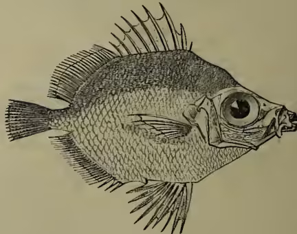 A detailed black and white illustration of a Boar-fish (Cupros aperi). The fish is shown in profile, facing right. It has a deep, oval body with a large, prominent eye and a slightly open mouth. The scales are clearly visible, and it has several fins, including a dorsal fin, a pectoral fin, a pelvic fin, and a caudal fin.
