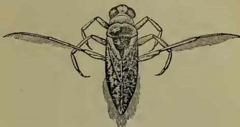 Illustration of a Water Boatman (Notonecta glauca) from a dorsal view, showing its boat-like body and long hind legs.