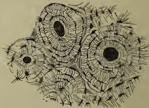 A detailed scientific illustration of a transverse section of compact bone tissue. The image shows a central circular structure representing a Haversian canal, surrounded by concentric rings of dense bone tissue. Numerous small, radiating lines represent canaliculi, which connect the central canal to the outer layers of the bone. The overall structure is highly detailed, showing the intricate network of bone tissue and its internal canals.